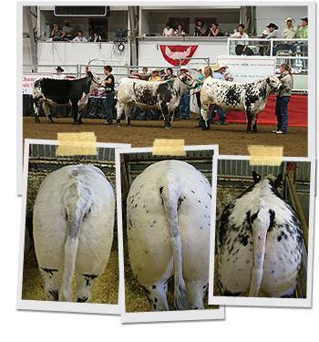 Calgary Stampede